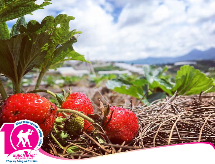 Du lịch Nha Trang - Đà Lạt 5 ngày 4 đêm khởi hành từ Sài Gòn Lễ 30/4